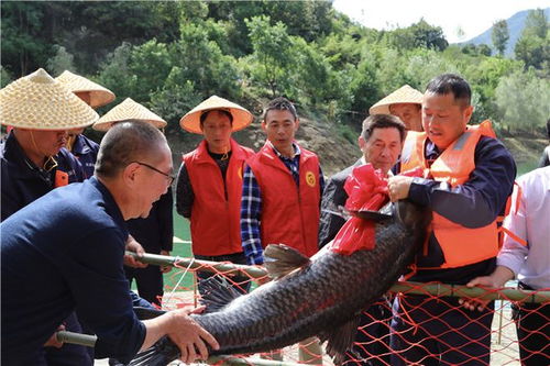 從“放水養(yǎng)魚”到“放魚養(yǎng)水” 安康嵐皋生態(tài)致富之路
